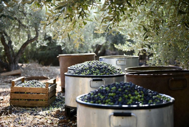 acheter huile d'olive bio